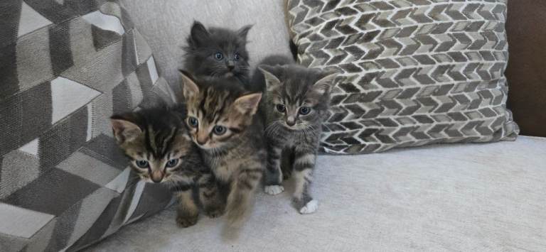 4 beautiful fluffy Kittens 