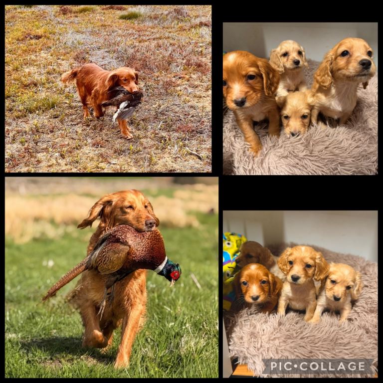 Gorgeous litter of Cocker Spaniel