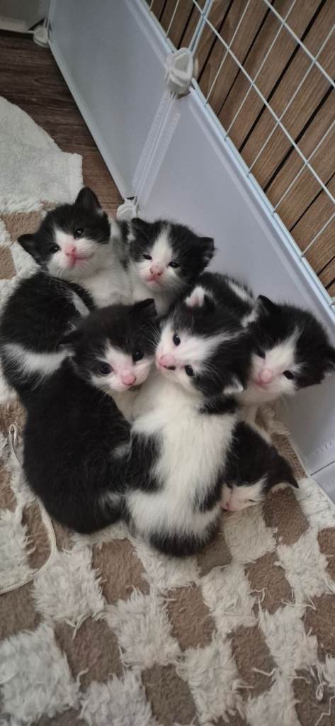6 kittens 