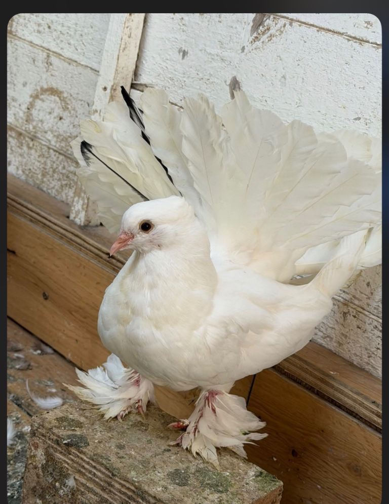 Fantals
