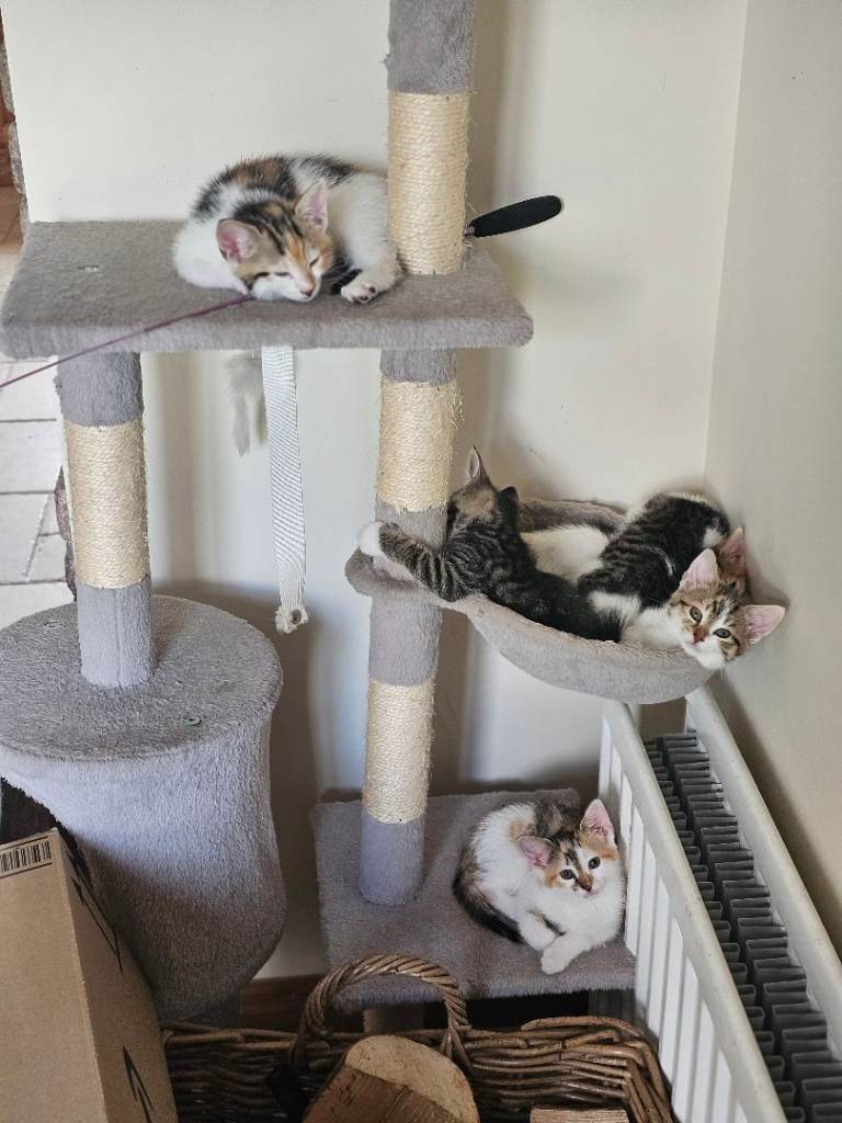 Adorable kittens 