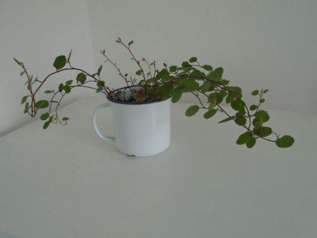Maidenhair vine (Muehlenbeckia complexa) in a tin mug