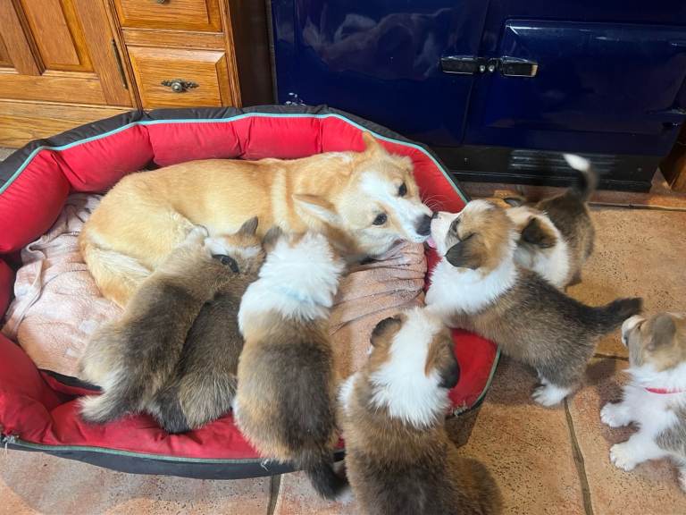 Corgi Pembrokeshire Puppies K.C Registered 