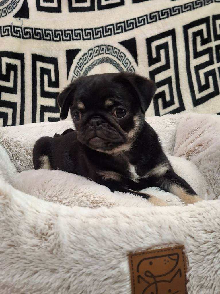 Stunning black and tan pug