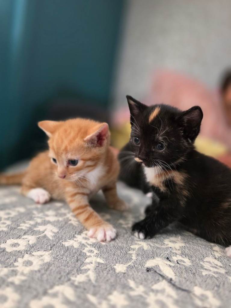 🐾Adorable Kittens Looking for Loving Homes🐾🏡