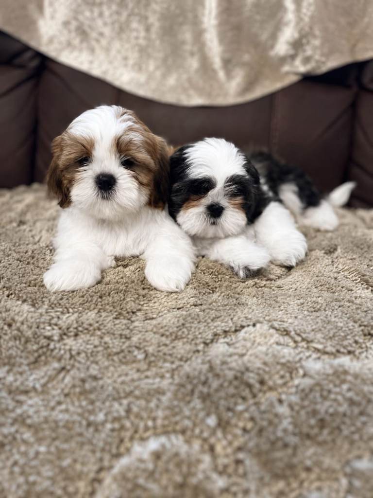 Mini shih Tzu puppys