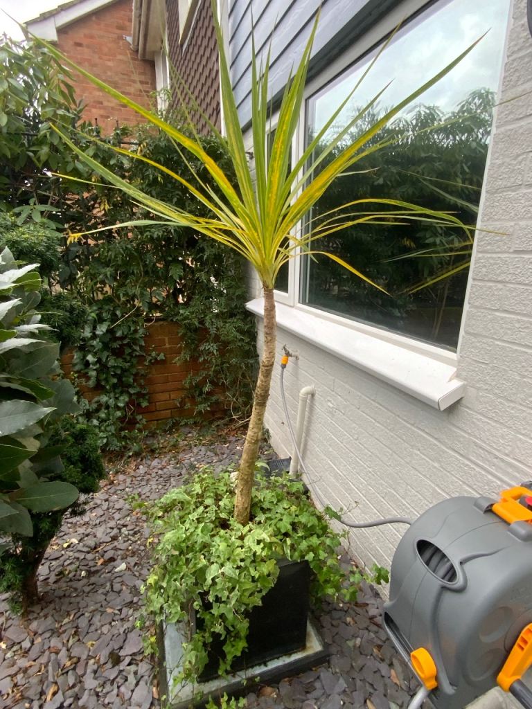 Cordyline Australis Palm Tree Plant in metal pot approx 1.60m high incl pot Buyer to collect pls