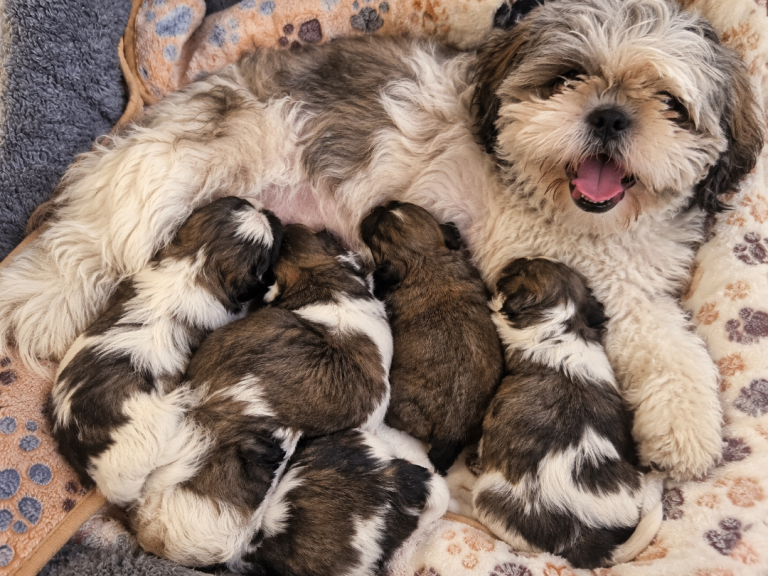 shih tzu puppys 