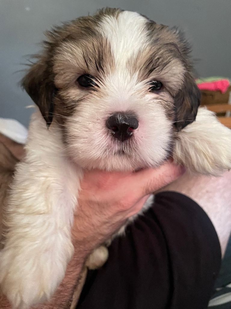 Shih TzuPuppies 