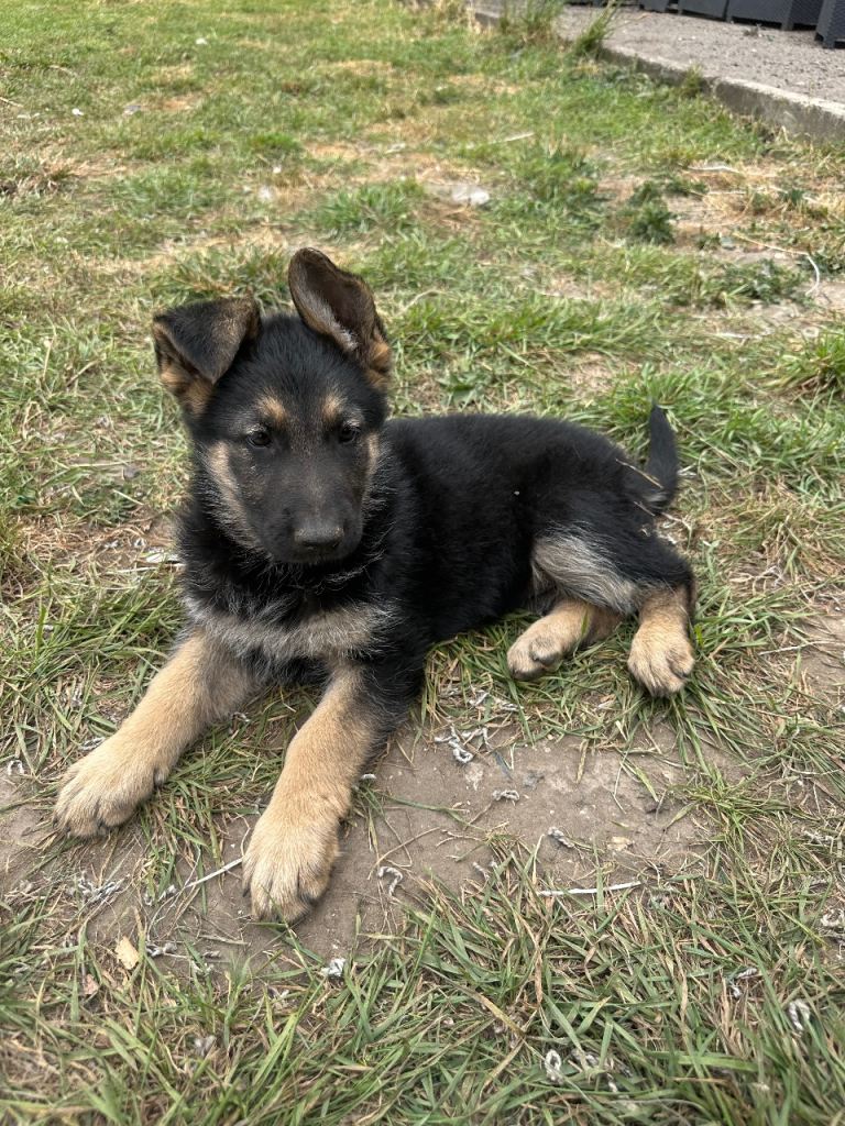  German Shepherd puppies 