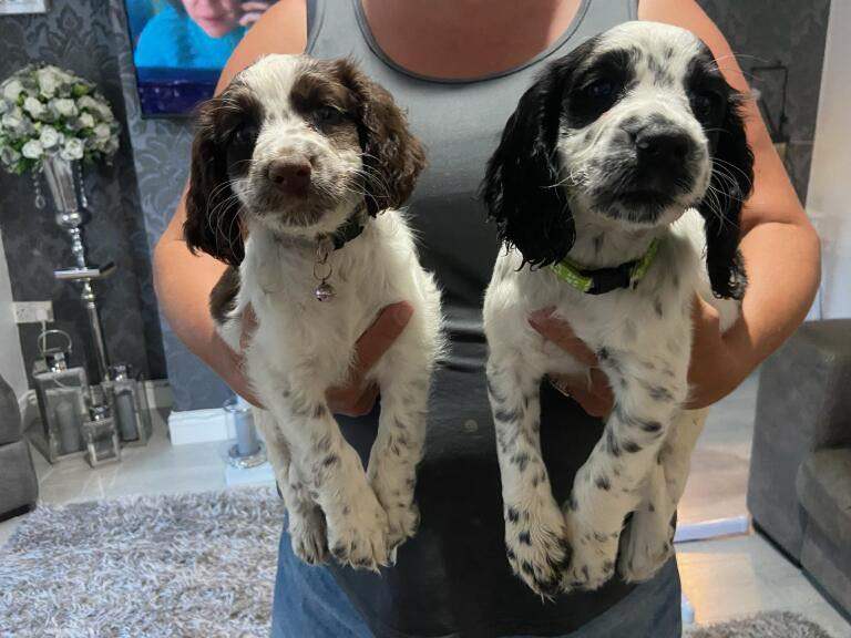 Beautiful littler spaniel Puppies 