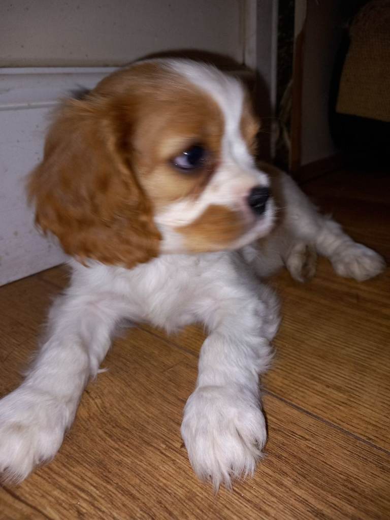 Stunning show quality CKCS, KCReg, Health tested pups