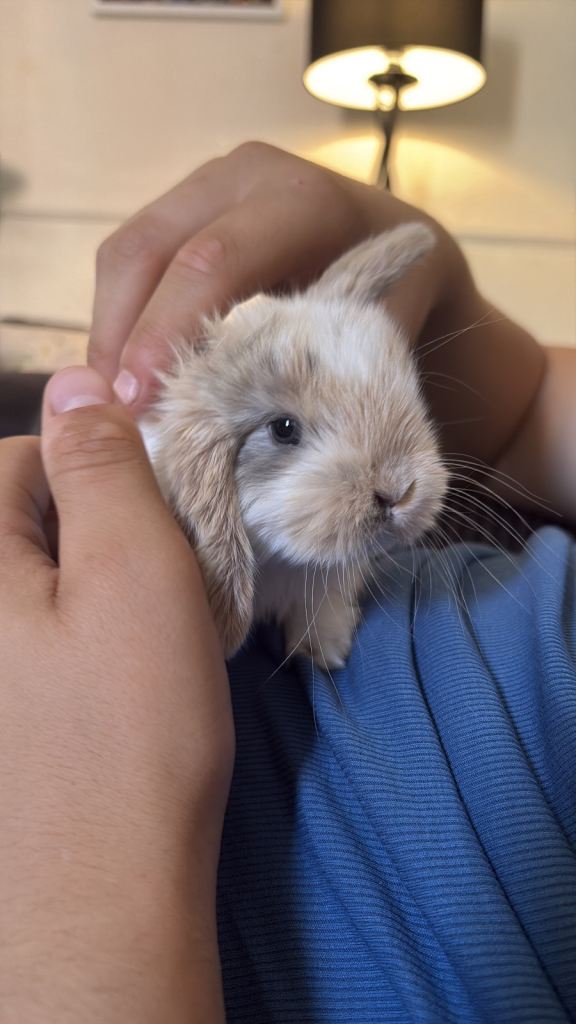 French lop x mini lop rabbits 