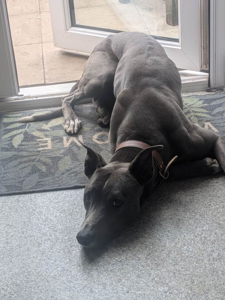 Beautiful Male Whippet/bull/greyhound cross 