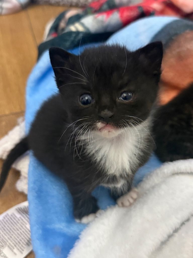 Beautiful Fluffy Kittens 