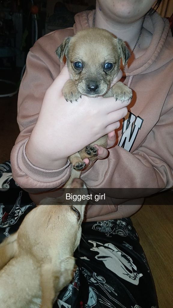 Beautiful Jackchi pups 