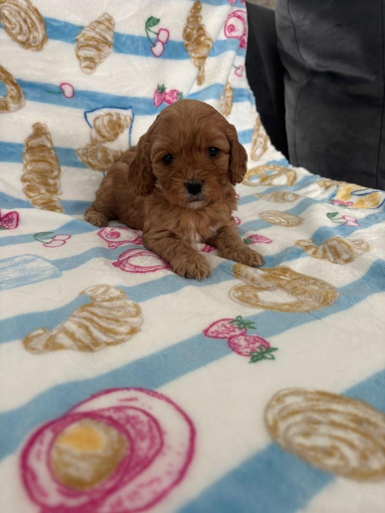F1 Cavapoos For Sale 