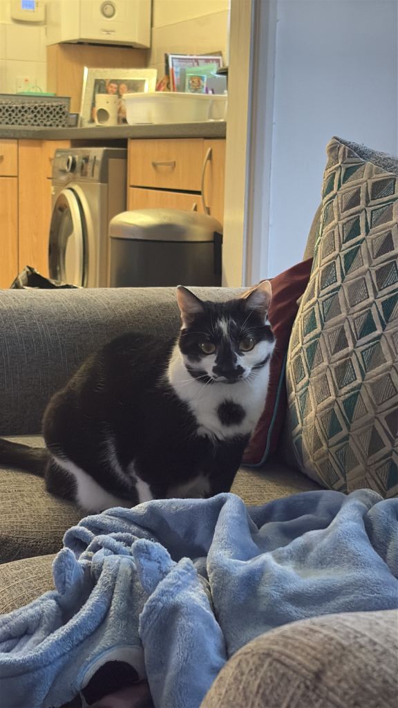 Female Cat