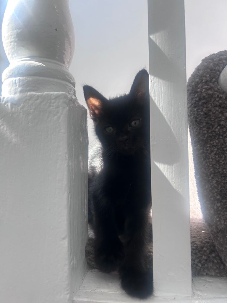 Kitten to a good home