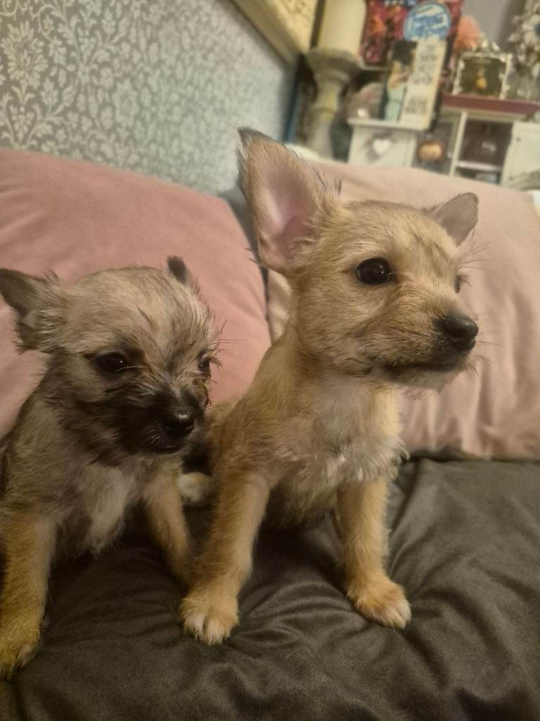 Gorgeous French Chorkie female puppies