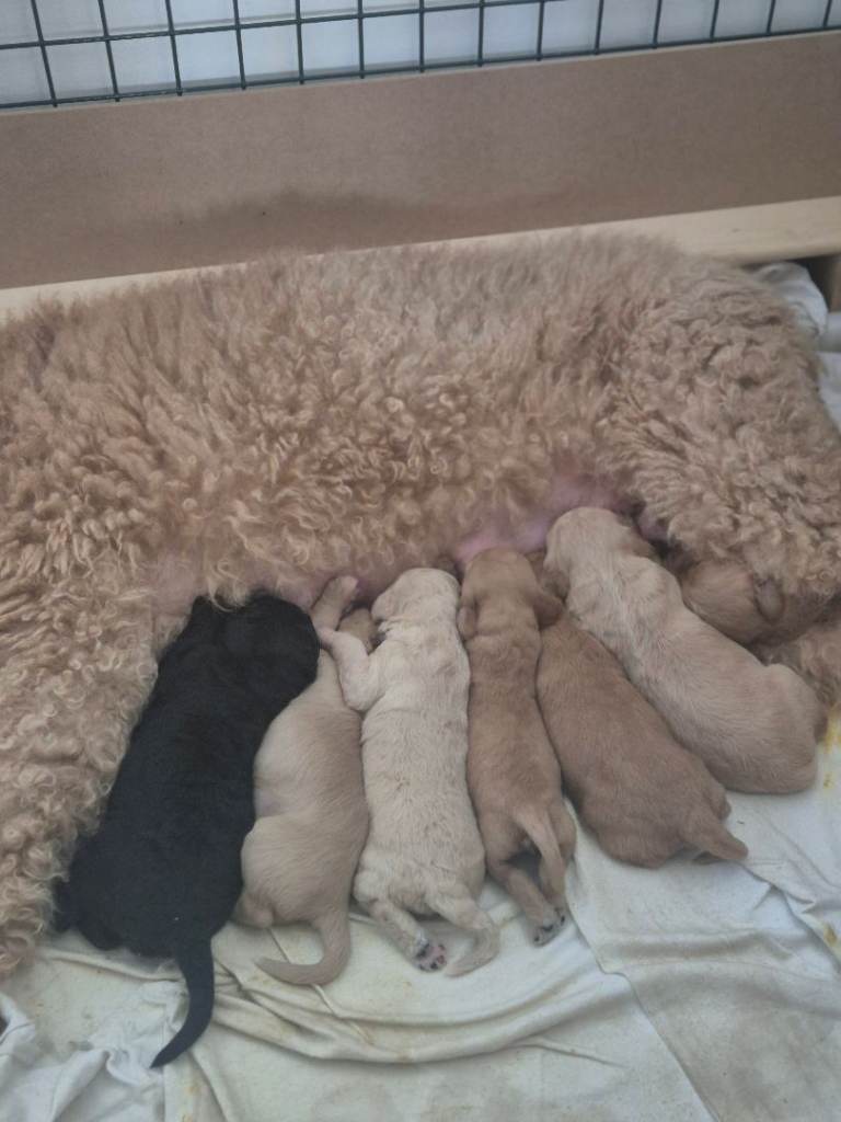 F1B AUSTRALIAN  BORDOODLE PUPPIES 