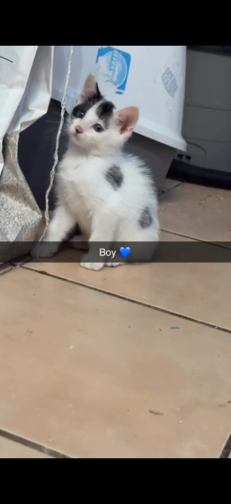 Beautiful kittens 