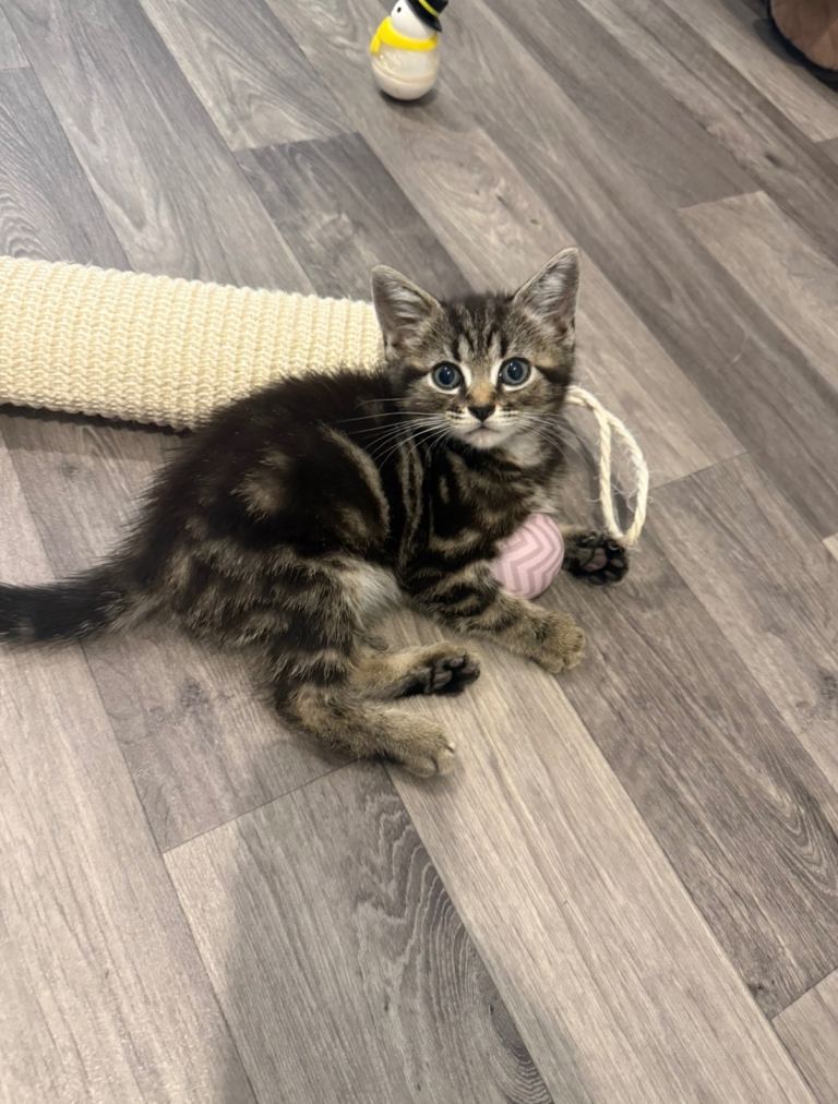 Kitten looking for re homing 