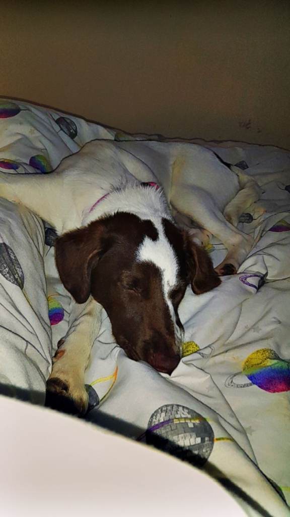 🎀SPRINGER/COLLIE FEMALE PUP 🐶 