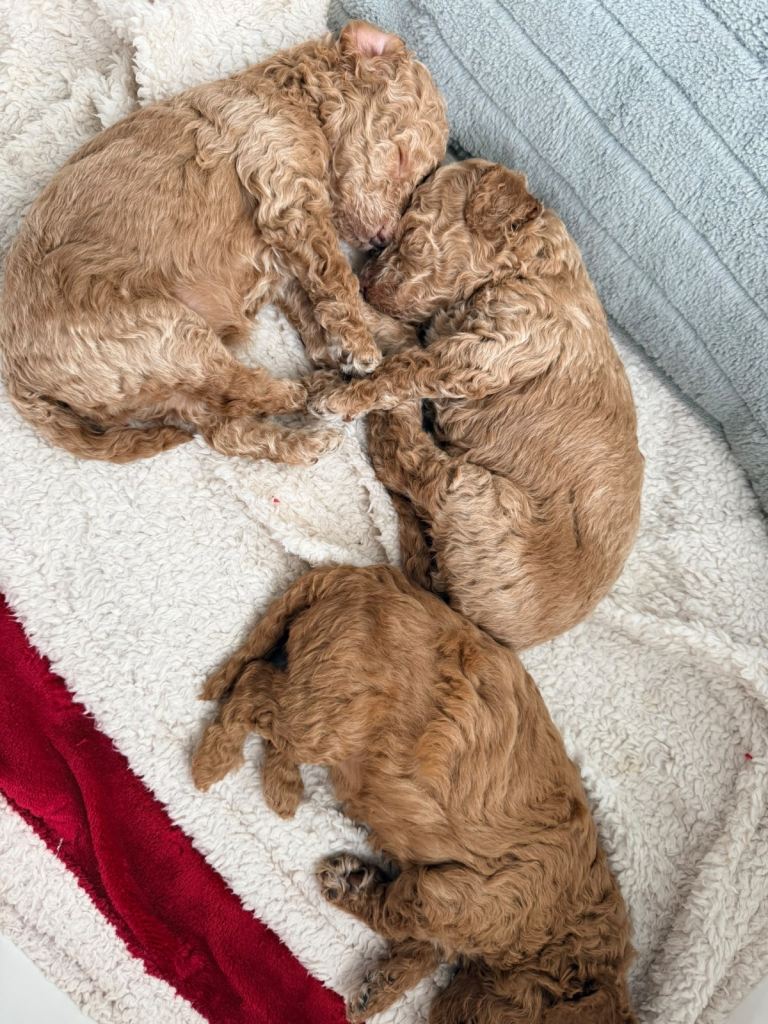 3 girl toy poodles for sale 