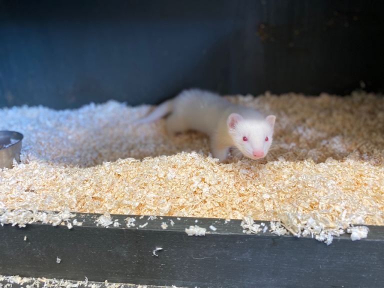 Baby ferrets 