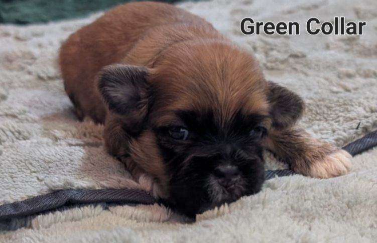 Lhasa apso boy puppies for sale