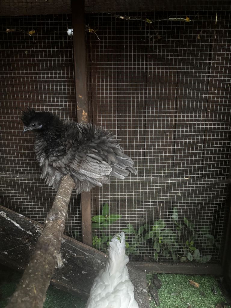 Chickens 