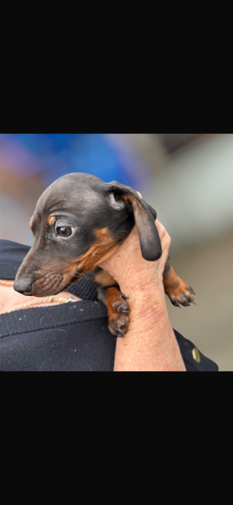 Dachshund puppy for sale