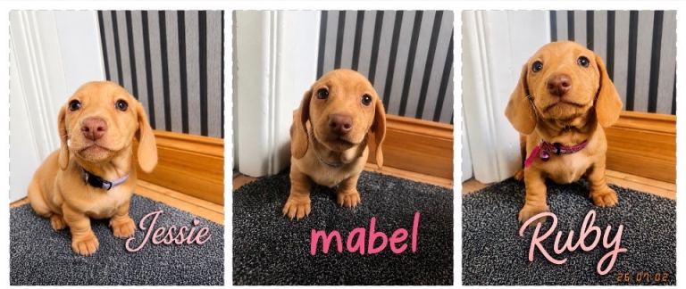 Stunning Miniature Dachshund puppies still 3 females available 