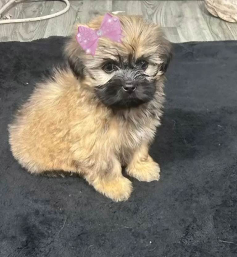 Shih tzu cross pomeranian puppies for sale 