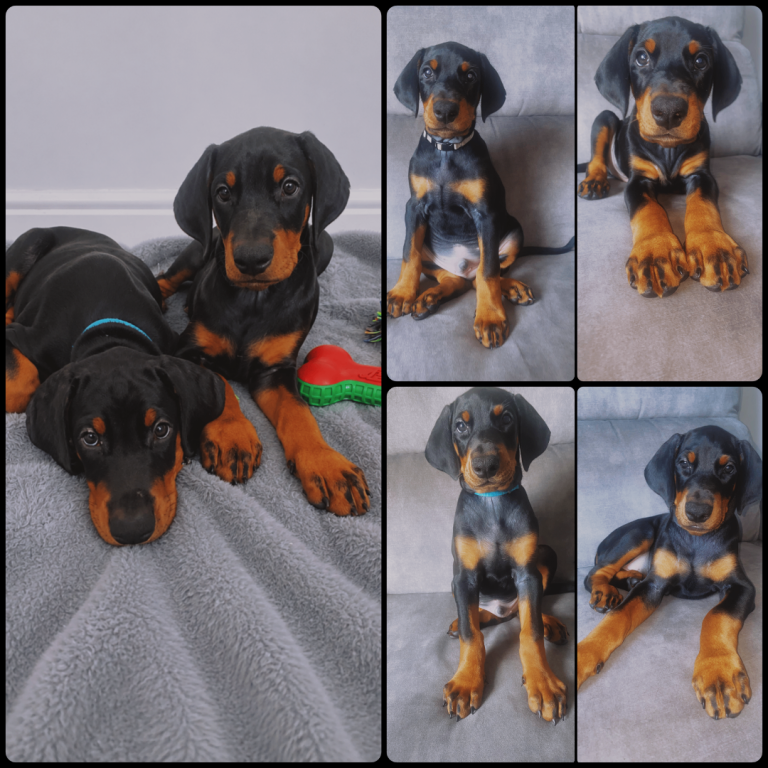 *Doberman puppies KC Registered*