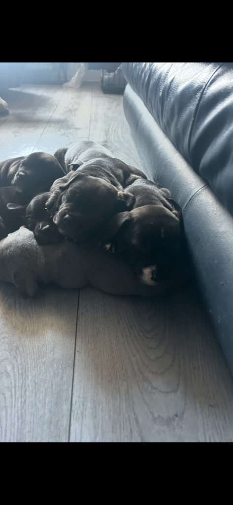 Beautiful Staffies parents family pets 