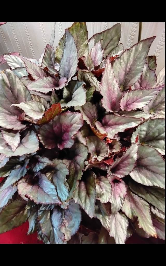 PLANT. BEGONIA BELEAF "MAORI HAZE". HOUSEPLANT.