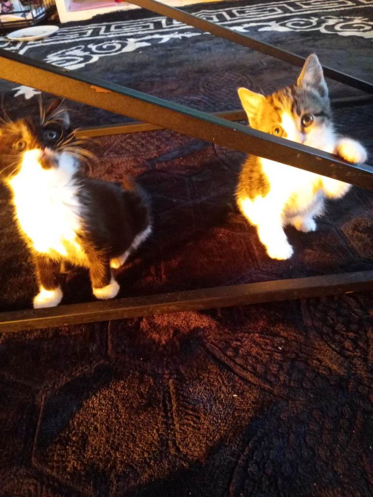 8 weeks old beautiful kittens 