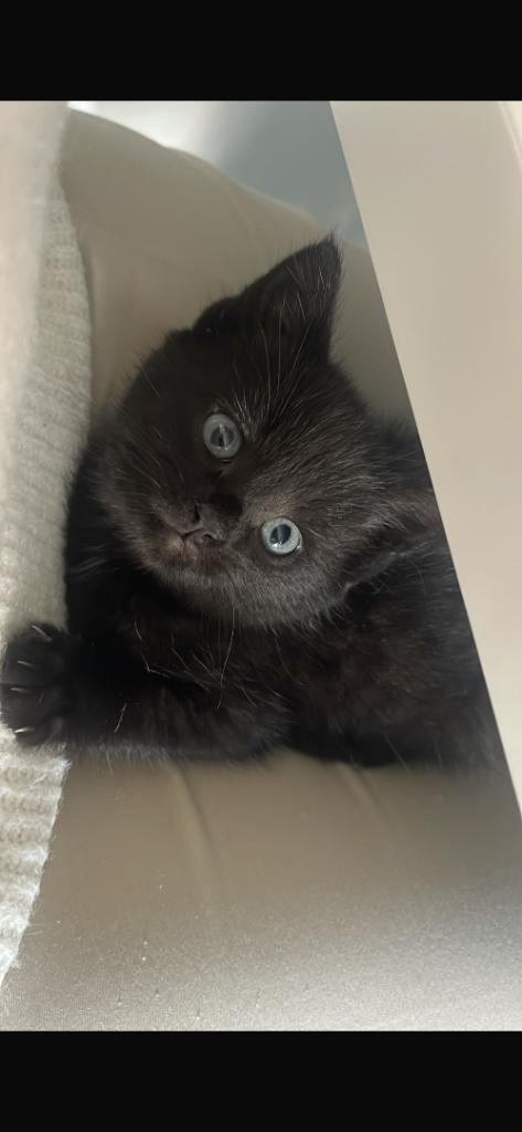 Male Kitten 