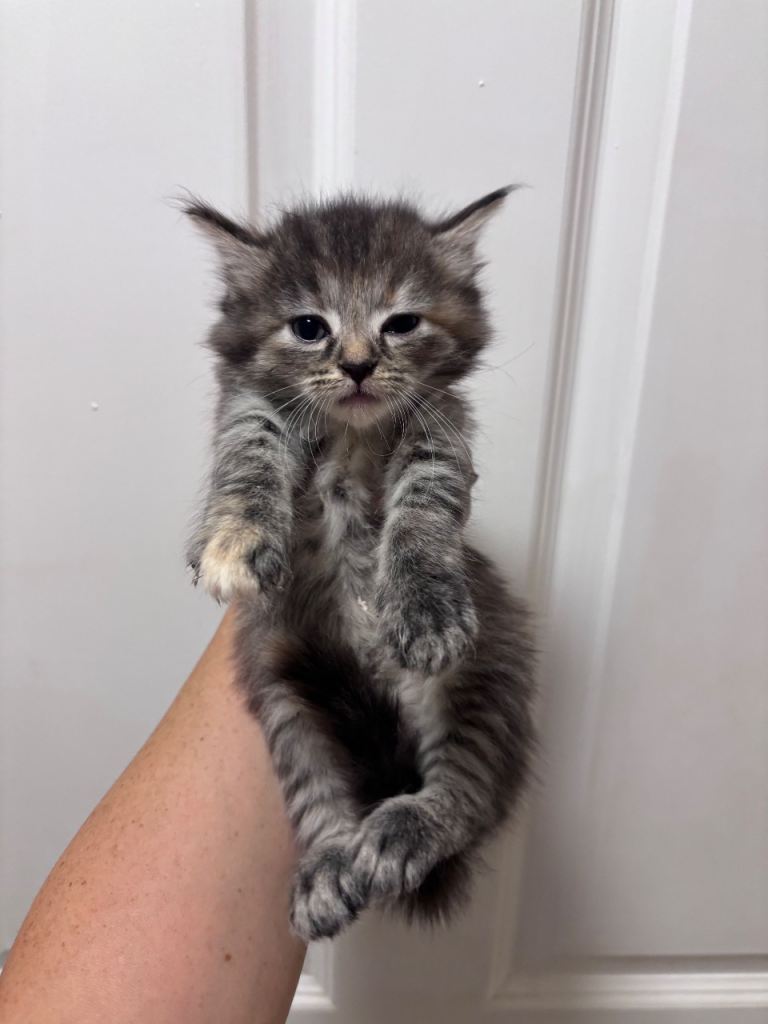 Half bengal kittens