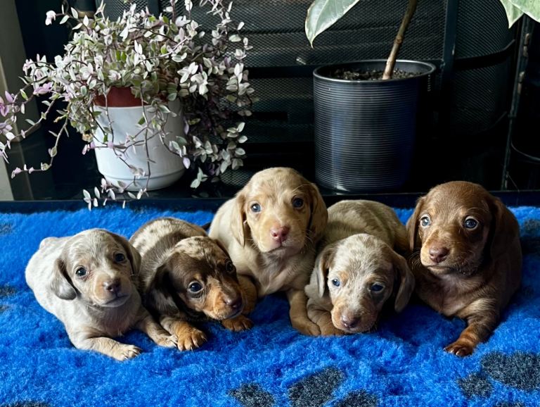 KC Registered miniature dachshund pups 