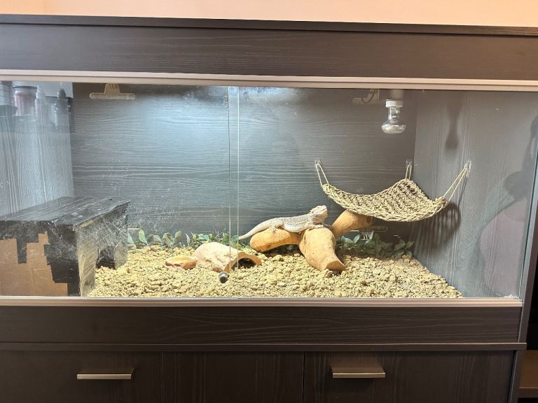 4 year old bearded dragon and full viv set up