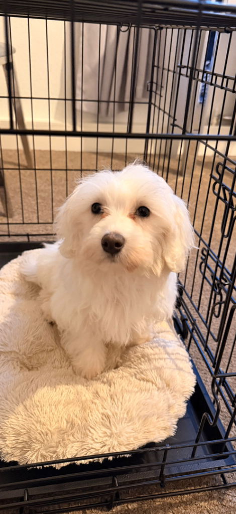 Maltese puppy for sale 11 months old 