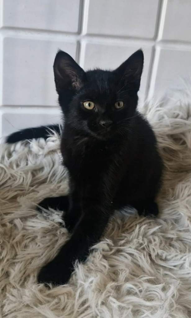 Black kitten 