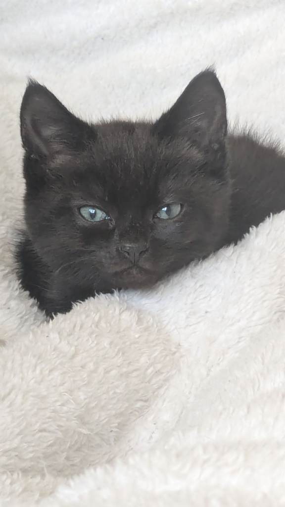 Kittens go with scratch house, blanket and some toy