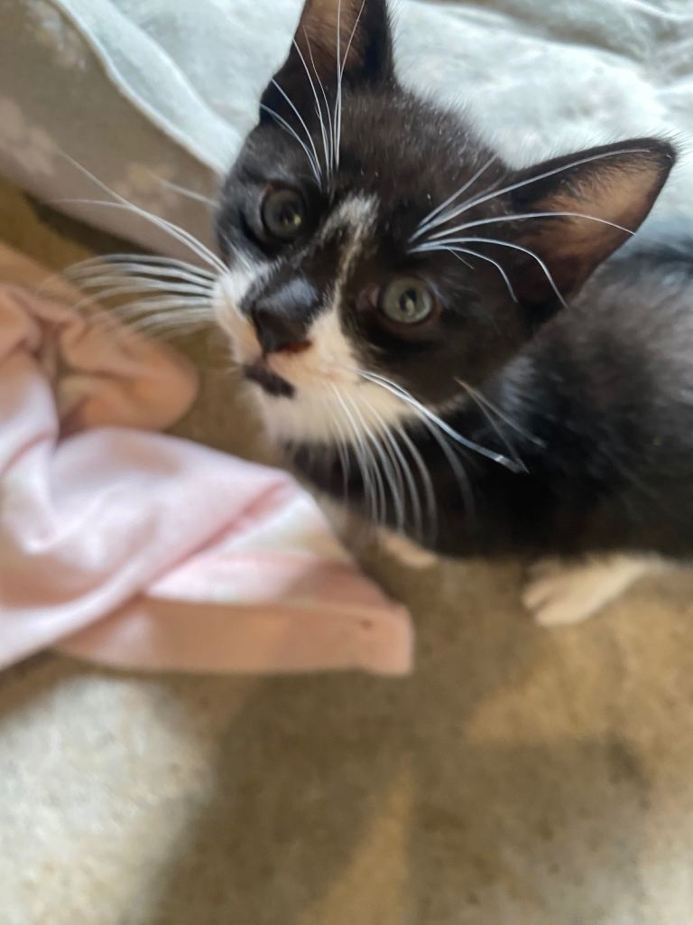 Kittens 