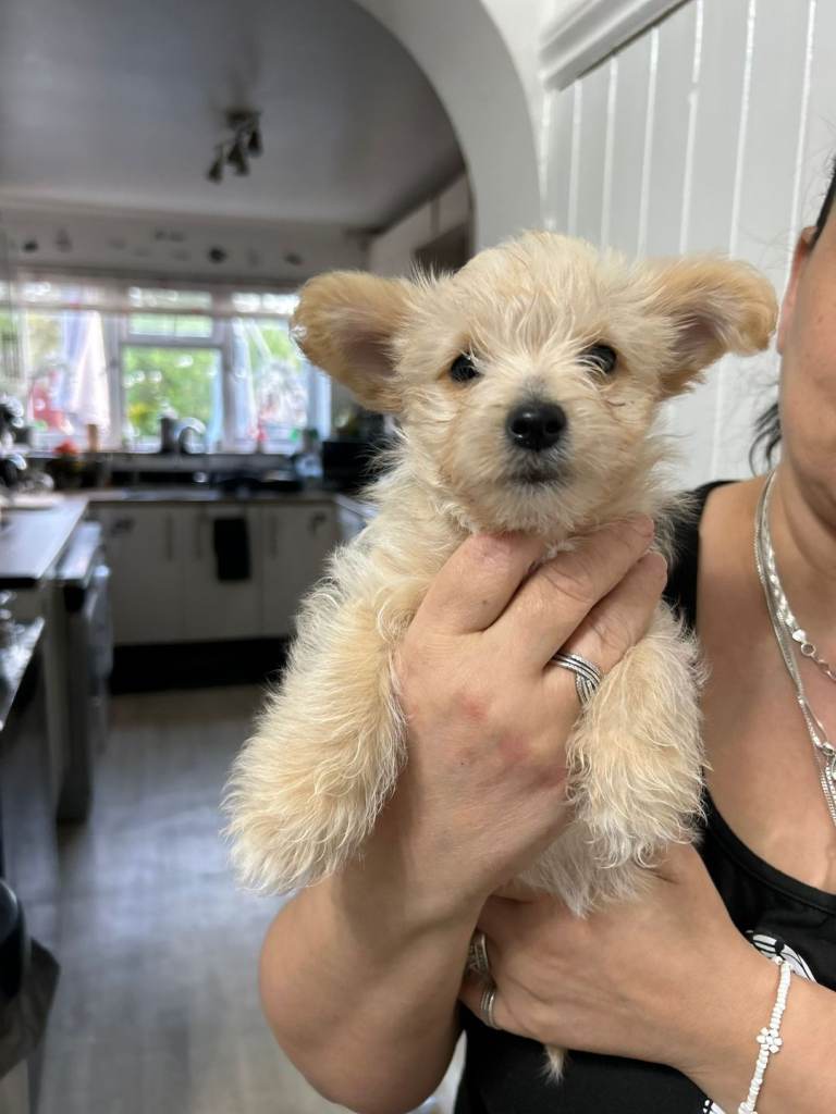 3 Yorkshire Terriers Females 