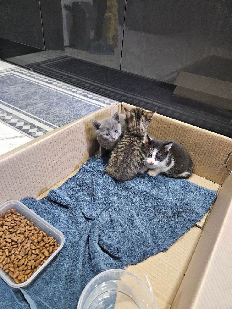 4 X Kittens for Sale