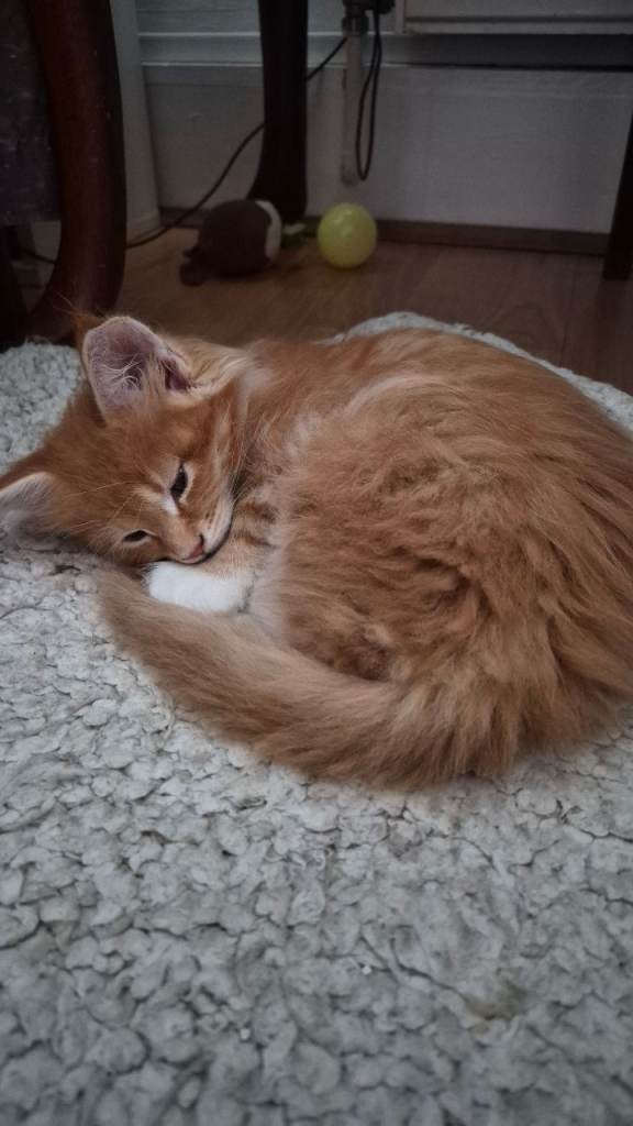 Boy Maine Coon | in Southampton, Hampshire | Gumtree
